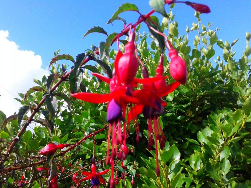 A red fuchsia in flower against a blue sky.